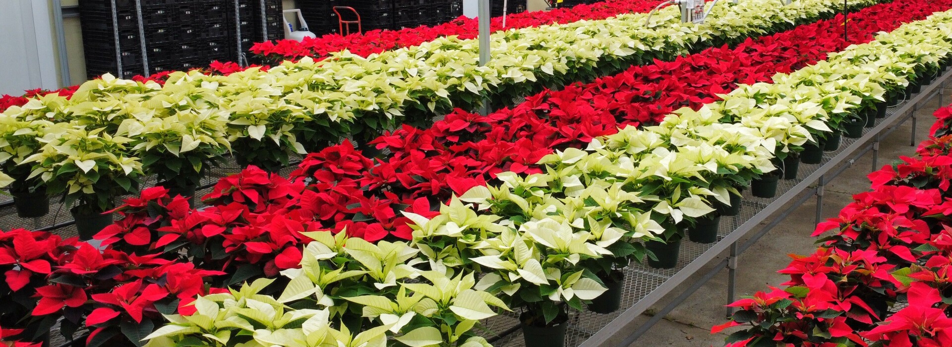 Poinsettias