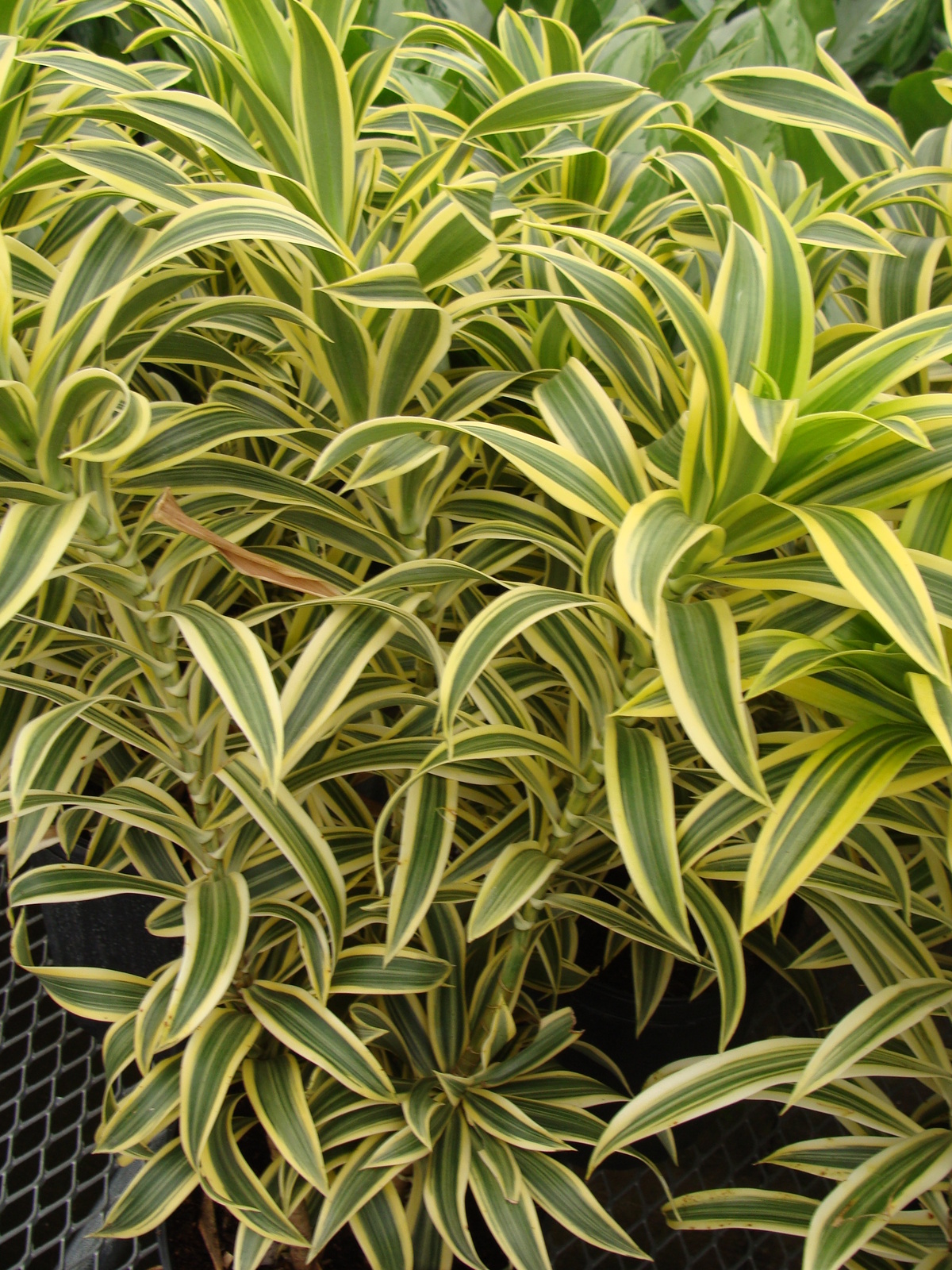 Plant List - Dracaena Family | Tropical Foliage Plants, Inc.