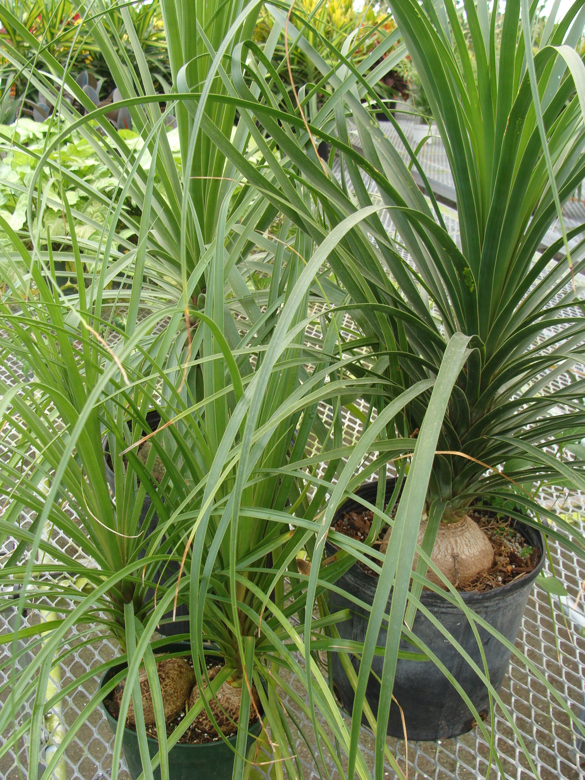 Plant List - Palms | Tropical Foliage Plants, Inc.